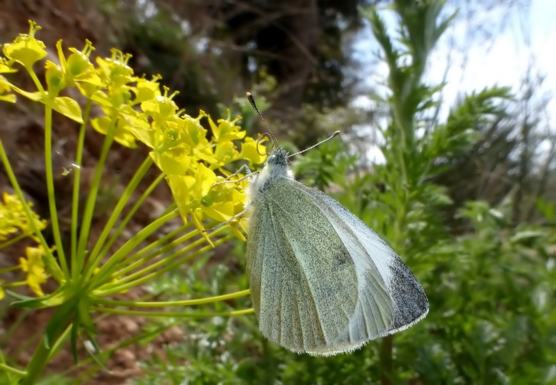 due pieridi.... - Pieris ergane e Pieris mannii